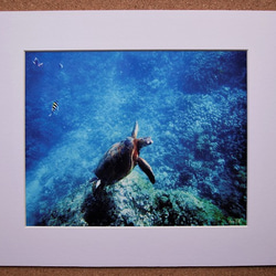 【Swim with Turtle】ハワイ写真　ウミガメ　オーシャン　ビーチ　青い海　南の島　風景写真　マットフレーム 2枚目の画像