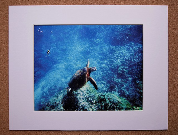 【Swim with Turtle】ハワイ写真　ウミガメ　オーシャン　ビーチ　青い海　南の島　風景写真　マットフレーム 2枚目の画像