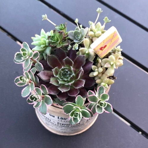 リメイク缶 多肉寄せ植え その他インテリア雑貨 favori.Ys 通販