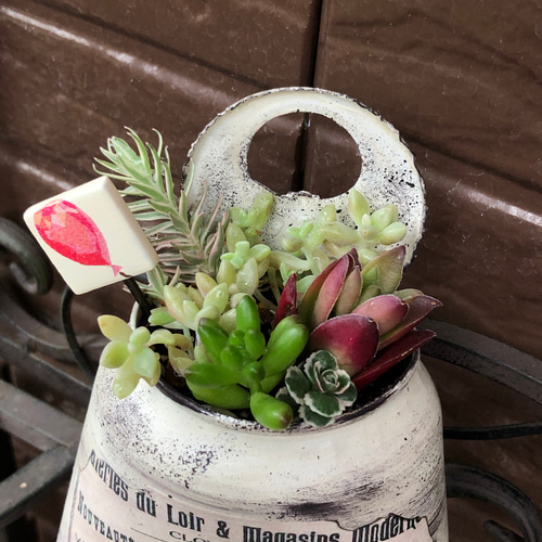 ビール缶 リメイク缶 多肉寄せ植え その他インテリア雑貨 favori.Ys