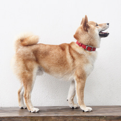 中・小型犬などの首輪 バックル：シルバー 9枚目の画像
