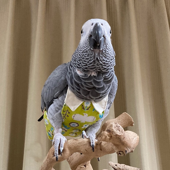 シャツ「コスプレ　鳥さんのおしめ」 3枚目の画像