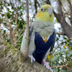 スーツ・ブレザー「コスプレ　鳥さんのおしめ」 1枚目の画像