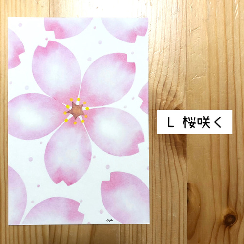 ポストカード ✳︎ 桜 3枚セット／オイルパステル画 ポストカード IRO