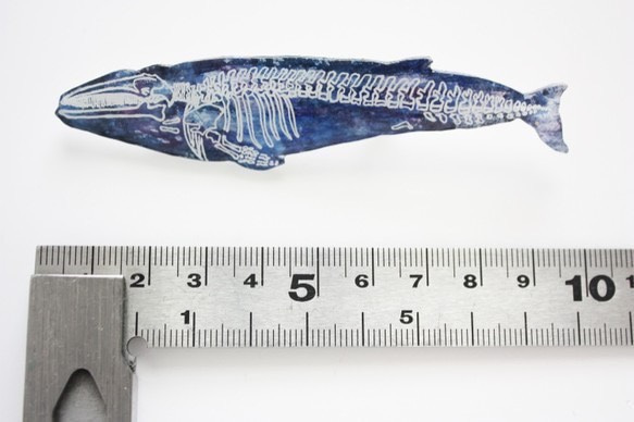 コイワシクジラの骨格ブローチ 5枚目の画像
