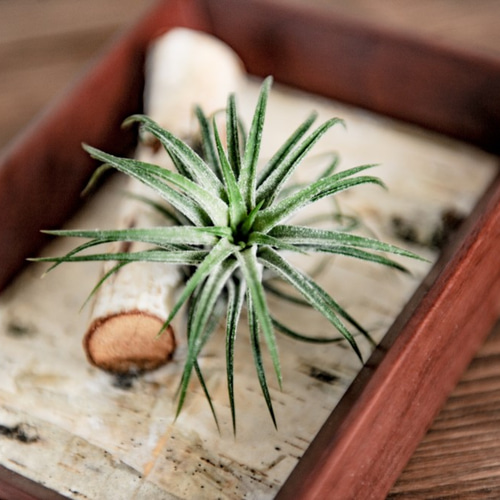 エアプランツ チランジア （イオナンタ）アートフレーム 白樺仕立て