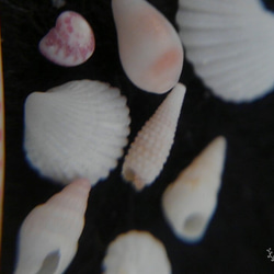 琉球　ﾐﾆﾐﾆ貝殻　　穴傷なし　　ウリズンの風 3枚目の画像
