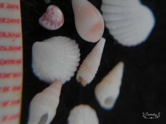 琉球　ﾐﾆﾐﾆ貝殻　　穴傷なし　　ウリズンの風 3枚目の画像