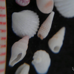 琉球　ﾐﾆﾐﾆ貝殻　　穴傷なし　　ウリズンの風 4枚目の画像