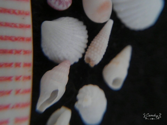 琉球　ﾐﾆﾐﾆ貝殻　　穴傷なし　　ウリズンの風 4枚目の画像