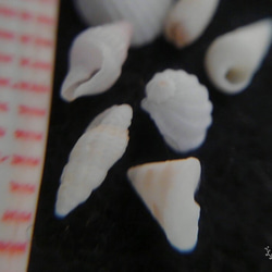 琉球　ﾐﾆﾐﾆ貝殻　　穴傷なし　　ウリズンの風 5枚目の画像
