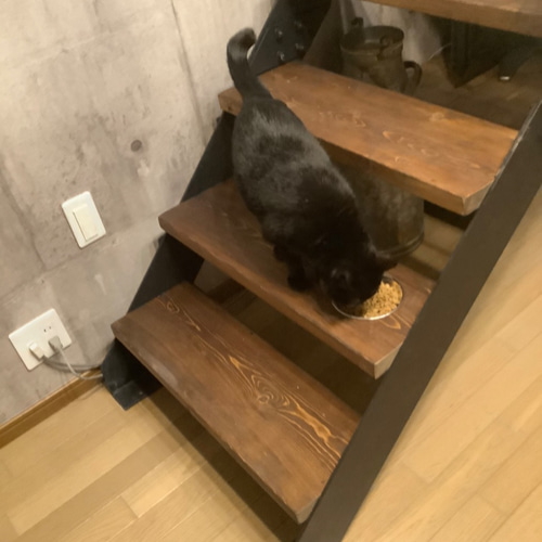 アイアン階段 テーブル ベンチ 猫カフェDYIロフト製作キャットタワー木