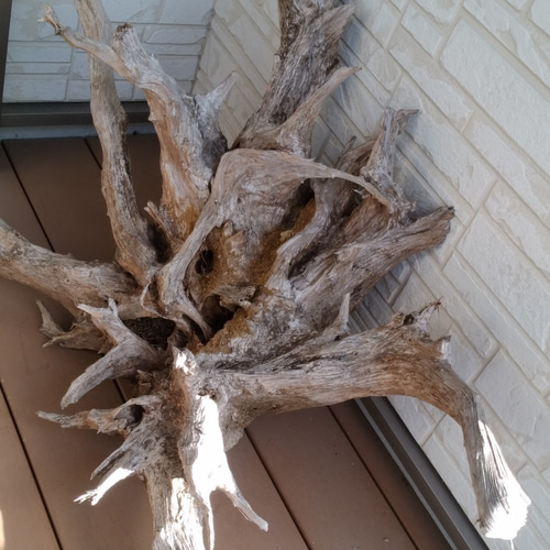 超希少】特大流木(切り株) 立体・オブジェ Drift Wood Remaker 超希少】特大流木(切り株) 立体・オブジェ Drift Wood Remaker