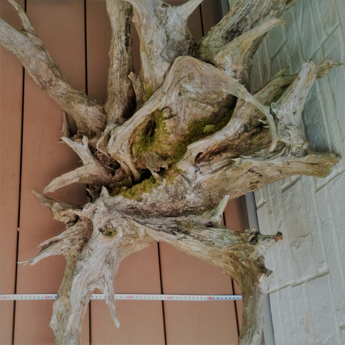 超希少】特大流木(切り株) 立体・オブジェ Drift Wood Remaker 超希少】特大流木(切り株) 立体・オブジェ Drift Wood Remaker