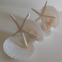 貝殻のリングピロー・貝殻の器 専用ケース 3枚目の画像
