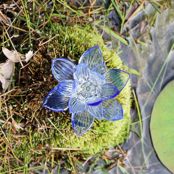 青い蓮の花 5枚目の画像