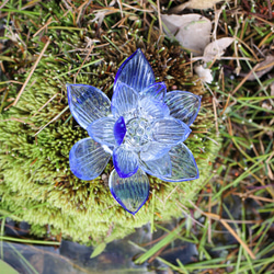 青い蓮の花 3枚目の画像