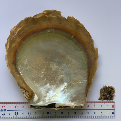 白蝶貝のトップ 白蝶貝 貝殻 ゴールドリップ 完全磨きー上げ - メルカリ