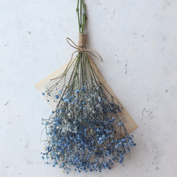 Simple Swag * Kasumi Grass Blue [with Western book 1P] 第1張的照片