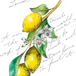 復刻まつり2024【檸檬の詩(うた)】ウォールステッカー※透明シート・防水！　レモン　Lemon 3枚目の画像