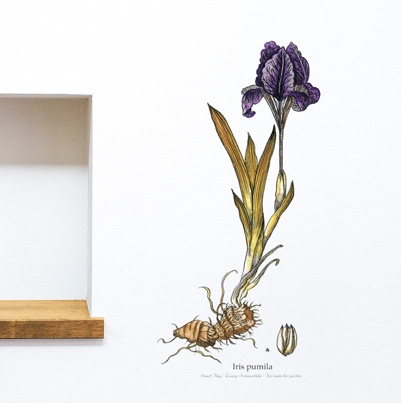 植物図鑑/004-アイリス（カリグラフィー) ウォールステッカー　※水濡れ・凹凸の壁OK 4枚目の画像