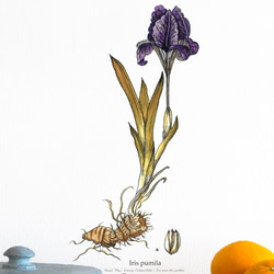 植物図鑑/004-アイリス（カリグラフィー) ウォールステッカー　※水濡れ・凹凸の壁OK 6枚目の画像