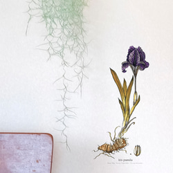 植物図鑑/004-アイリス（カリグラフィー) ウォールステッカー　※水濡れ・凹凸の壁OK 7枚目の画像