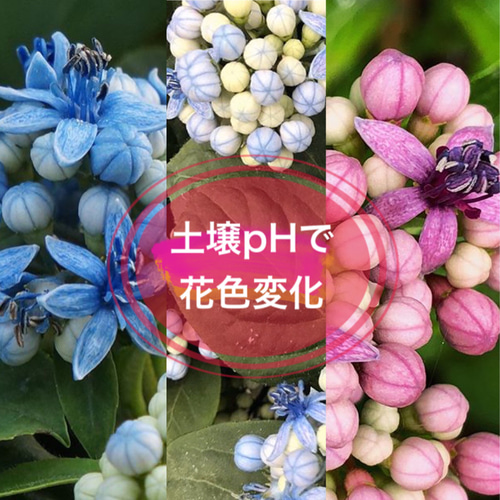 送料込】可愛い♡常山アジサイ♡碧の瞳♡小苗♡鉢ごと発送♡ アート