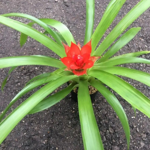 【送料込】可愛い♡ビタミンカラー♡観葉植物♡グズマニア♡ 5枚目の画像