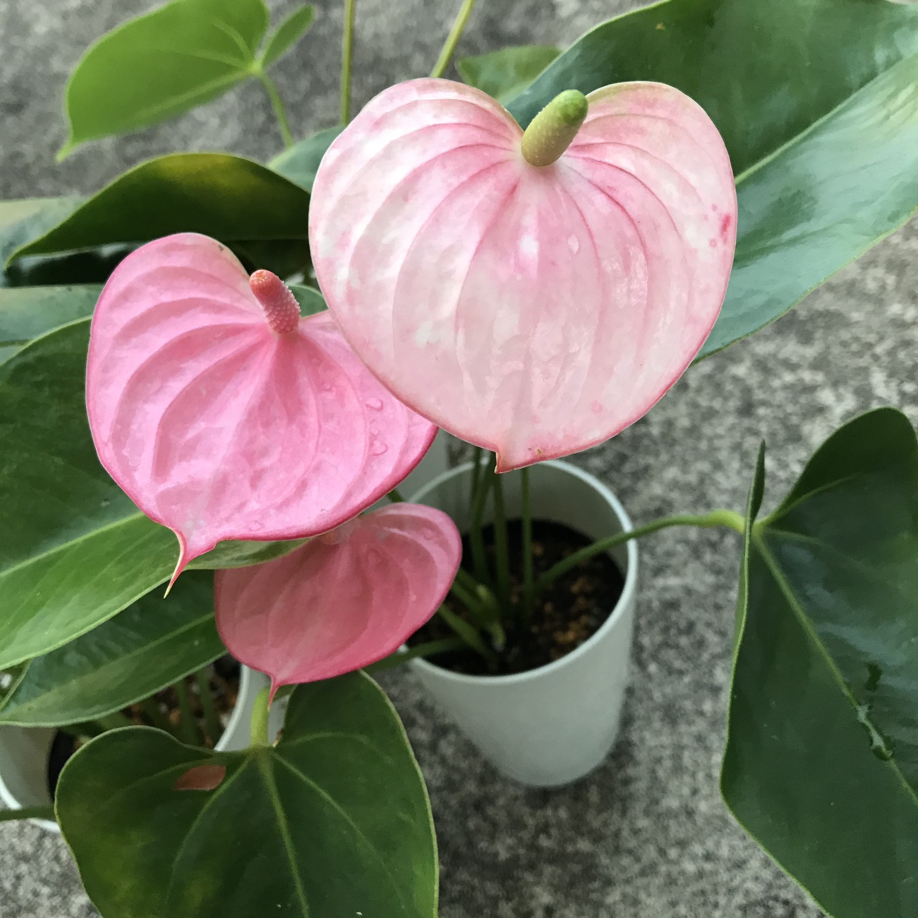 Amazon.co.jp: ゆずりは工房 瀬戸焼 紅彩花間取 彩ばら花紋 飯碗