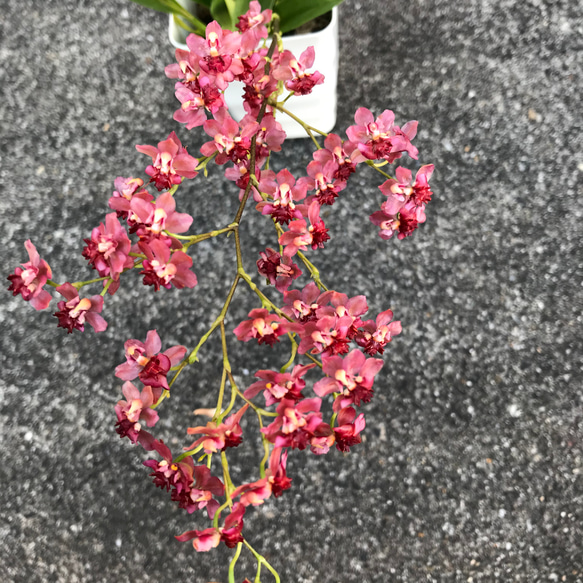 【送料込み】オンシジューム♡花付♡トゥインクル♡ レッドピンクMIX♡鉢ごと発送 6枚目の画像