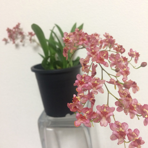 送料込み】オンシジューム♡花付♡トゥインクル♡スモーキーピンク苗  