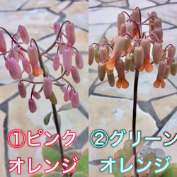 【送料込み】可愛い♡ベル型花♡カランコエ♡リンリン♡多肉植物♡鉢ごと発送♡ 5枚目の画像