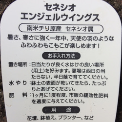 【送料込】ふわふわ♡もこもこ♡シルバーリーフ♡セネシオ♡エンジェルウィングス♡鉢ごと発送♡ 3枚目の画像