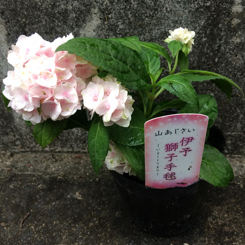 送料込】可愛い♡てまり咲♡山アジサイ♡イヨシシテマリ♡鉢ごと発送 