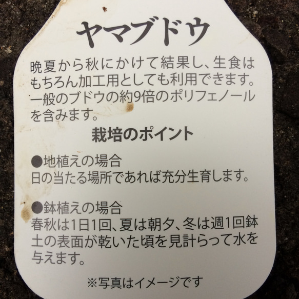 【送料込】お家で収穫♡山ぶどう♡ジャムや果実酒、ジュースなどに♡結実苗♡鉢ごと発送♡ 5枚目の画像