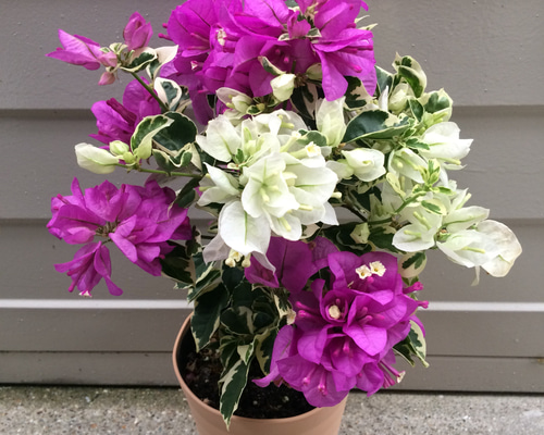 斑入りブーゲンビリア 0_dd84b3442d1c177181d56ad2f682