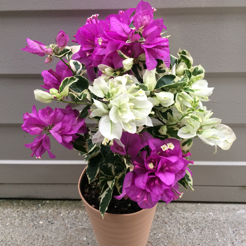 斑入りブーゲンビリア 斑入りブーゲンビリア | かぎけん花図鑑