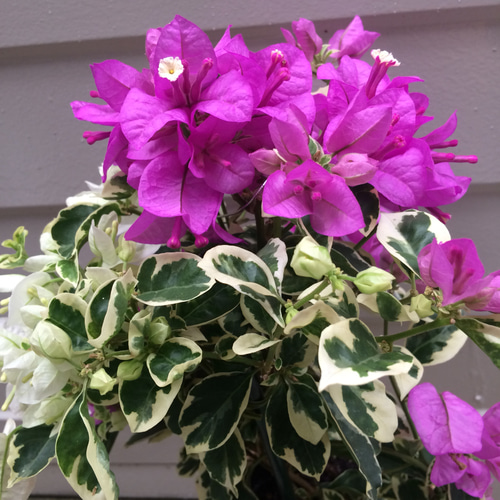 送料込】可愛い♡斑入り♡ブーゲンビリア♡新商品♡ブルーハワイ♡鉢