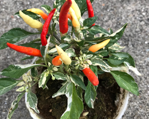 0_38e3cd4dcc5914b155522f4bc46a