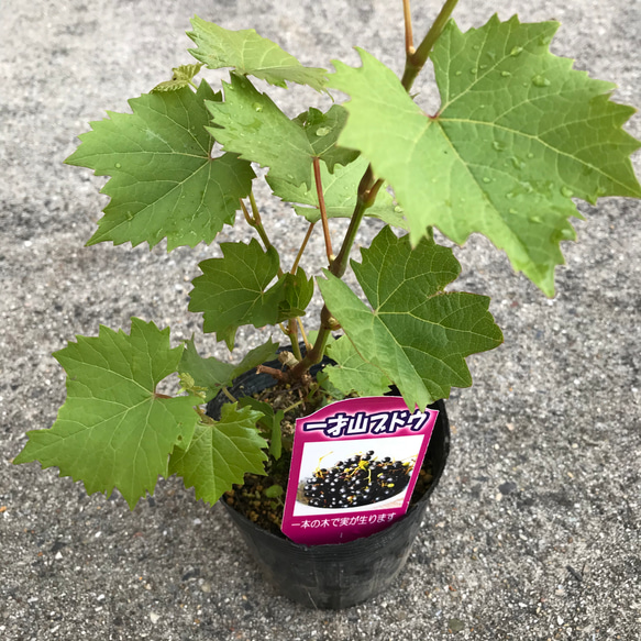 山葡萄 苗木 8本 ぶどうの木 ぶどうの苗木 ブドウ苗木 葡萄の木 一