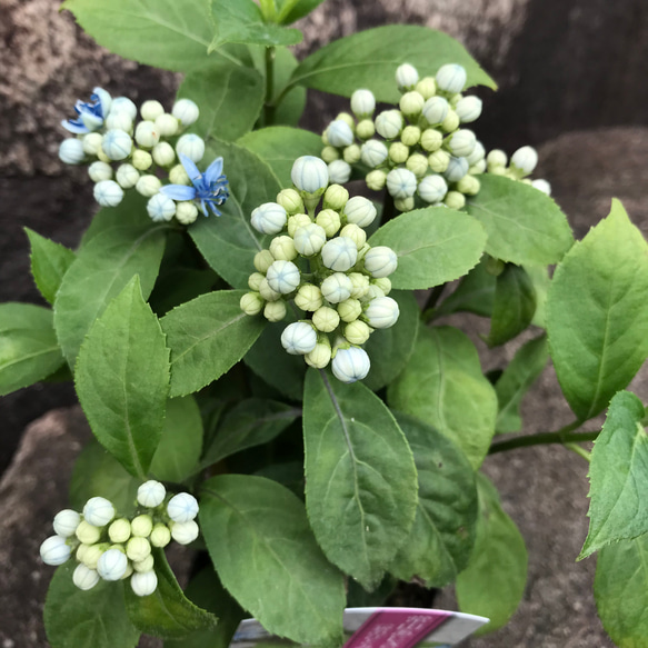 【送料込】可愛い♡花つぼみ付♡常山アジサイ♡碧の瞳♡ポットごと発送♡ 3枚目の画像