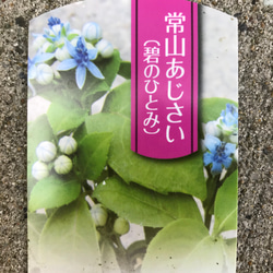 【送料込】可愛い♡花つぼみ付♡常山アジサイ♡碧の瞳♡ポットごと発送♡ 5枚目の画像