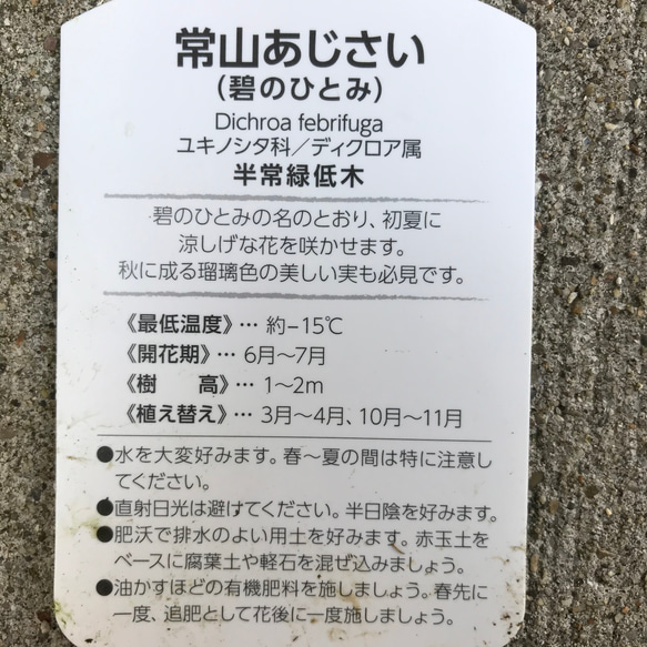 【送料込】可愛い♡花つぼみ付♡常山アジサイ♡碧の瞳♡ポットごと発送♡ 6枚目の画像