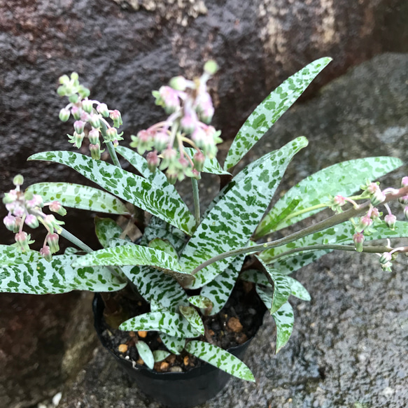 【送料込】豹紋♡多肉植物♡レデボウリア♡エキゾチックな花が咲く♡鉢ごと発送♡ 1枚目の画像