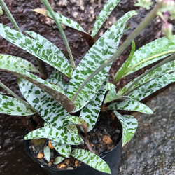 【送料込】豹紋♡多肉植物♡レデボウリア♡エキゾチックな花が咲く♡鉢ごと発送♡ 5枚目の画像