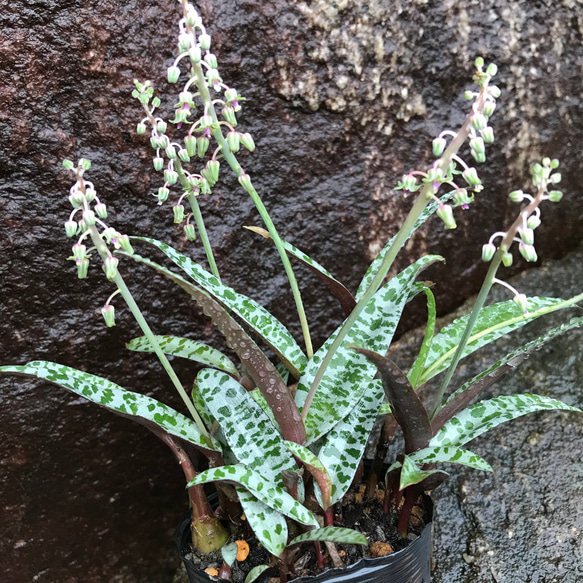 【送料込】豹紋♡多肉植物♡レデボウリア♡エキゾチックな花が咲く♡鉢ごと発送♡ 6枚目の画像