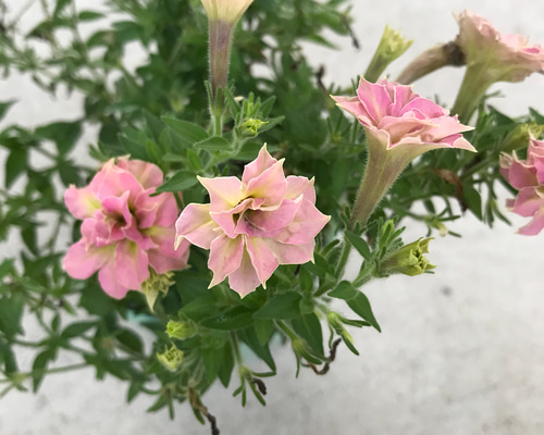 花月苗木　薄ピンク色と濃いピンク色2株セット　開花中　鉢ごと発送 花月苗木 薄ピンク色と濃いピンク色2株セット 開花中 鉢