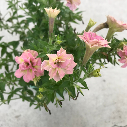 送料込】可愛い♡八重咲き♡ミニペチュニア♡ピンクグリーン♡鉢ごと