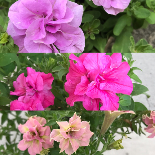 花月苗木 薄ピンク色と濃いピンク色2株セット 開花中 鉢